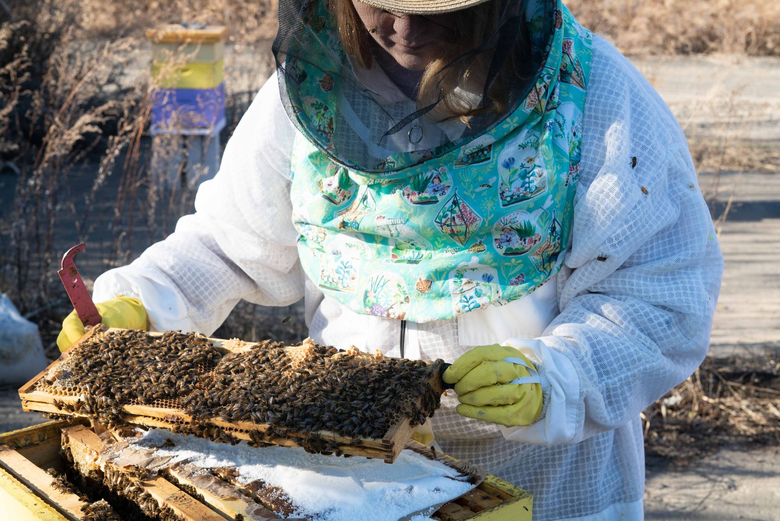 Philadelphia apiary provides education, therapy | The Temple News