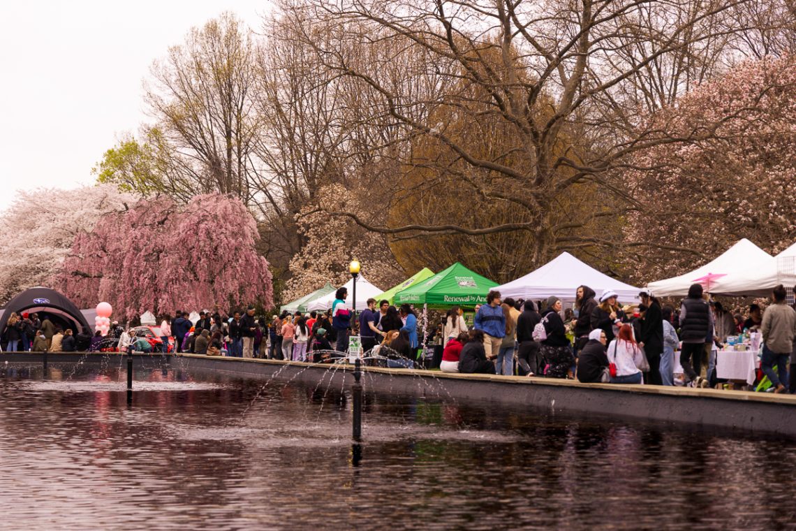 Philly flowers in pink and white at annual Cherry Blossom Festival ...